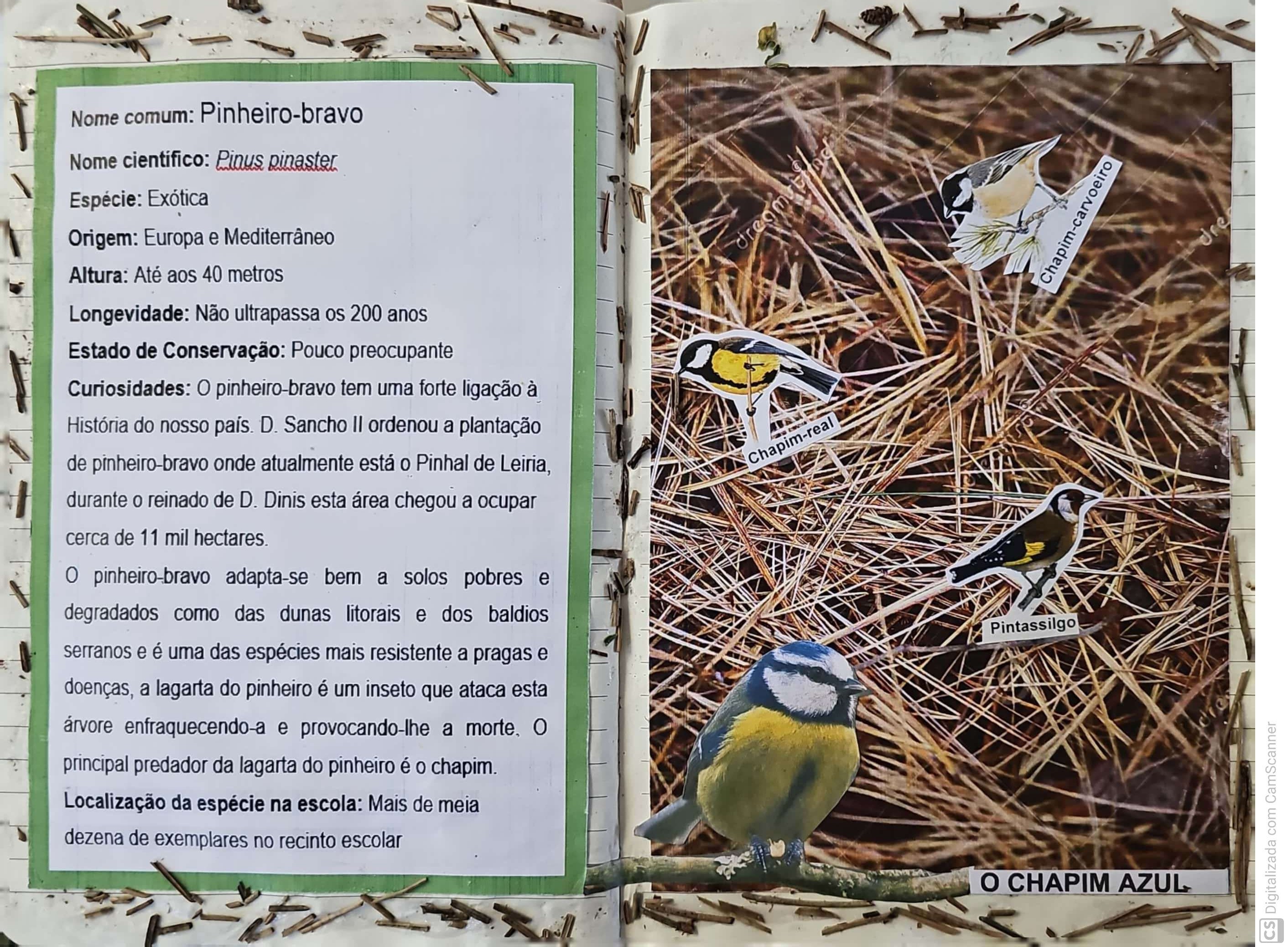 Descrição do pinheiro bravo. Os chapins- Aves predadoras da lagarta do pinheiro