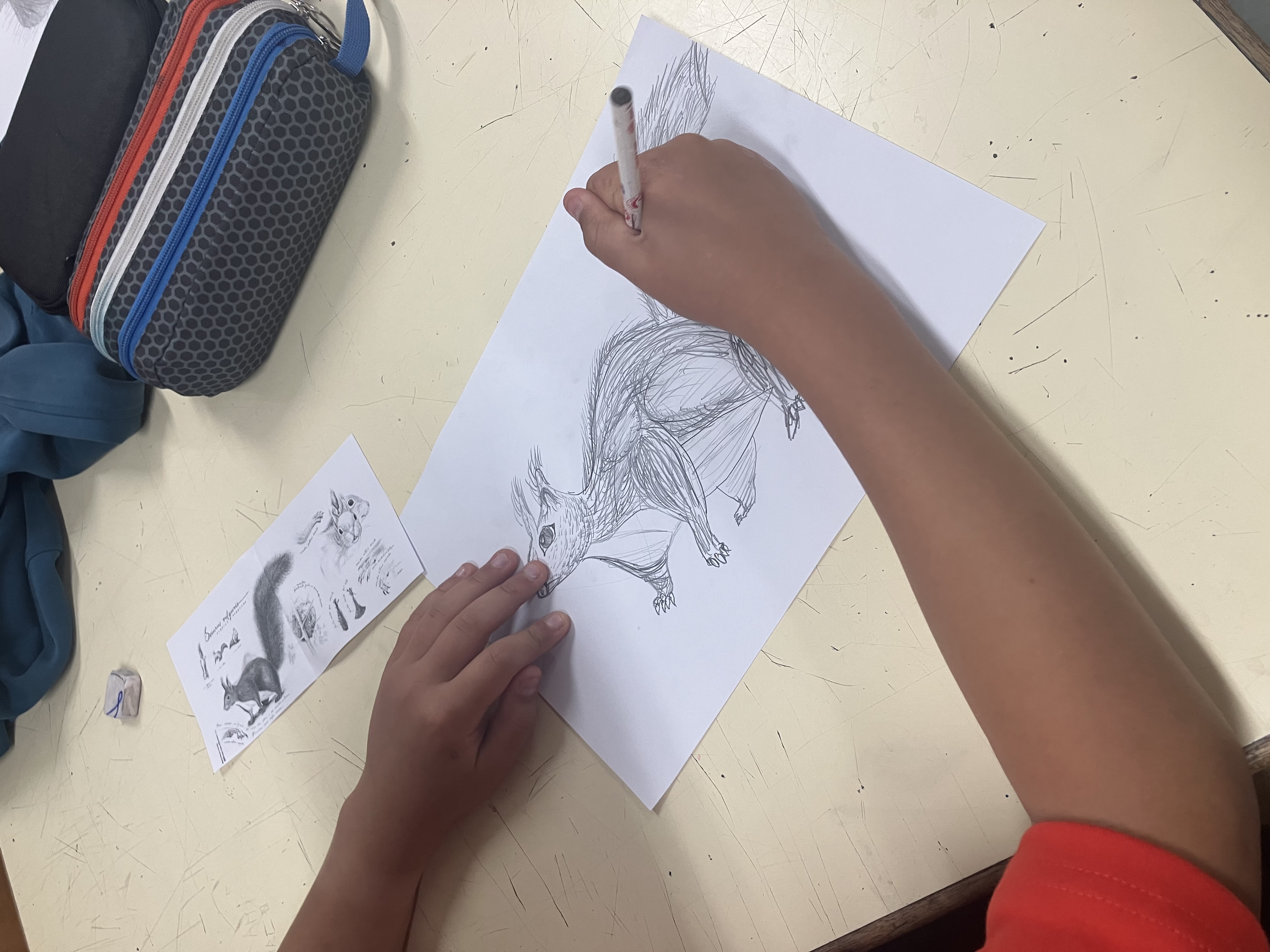 “O esquilo-vermelho da nossa escola”<br />
Percepção das características físicas do esquilo-vermelho através do desenho de observação.