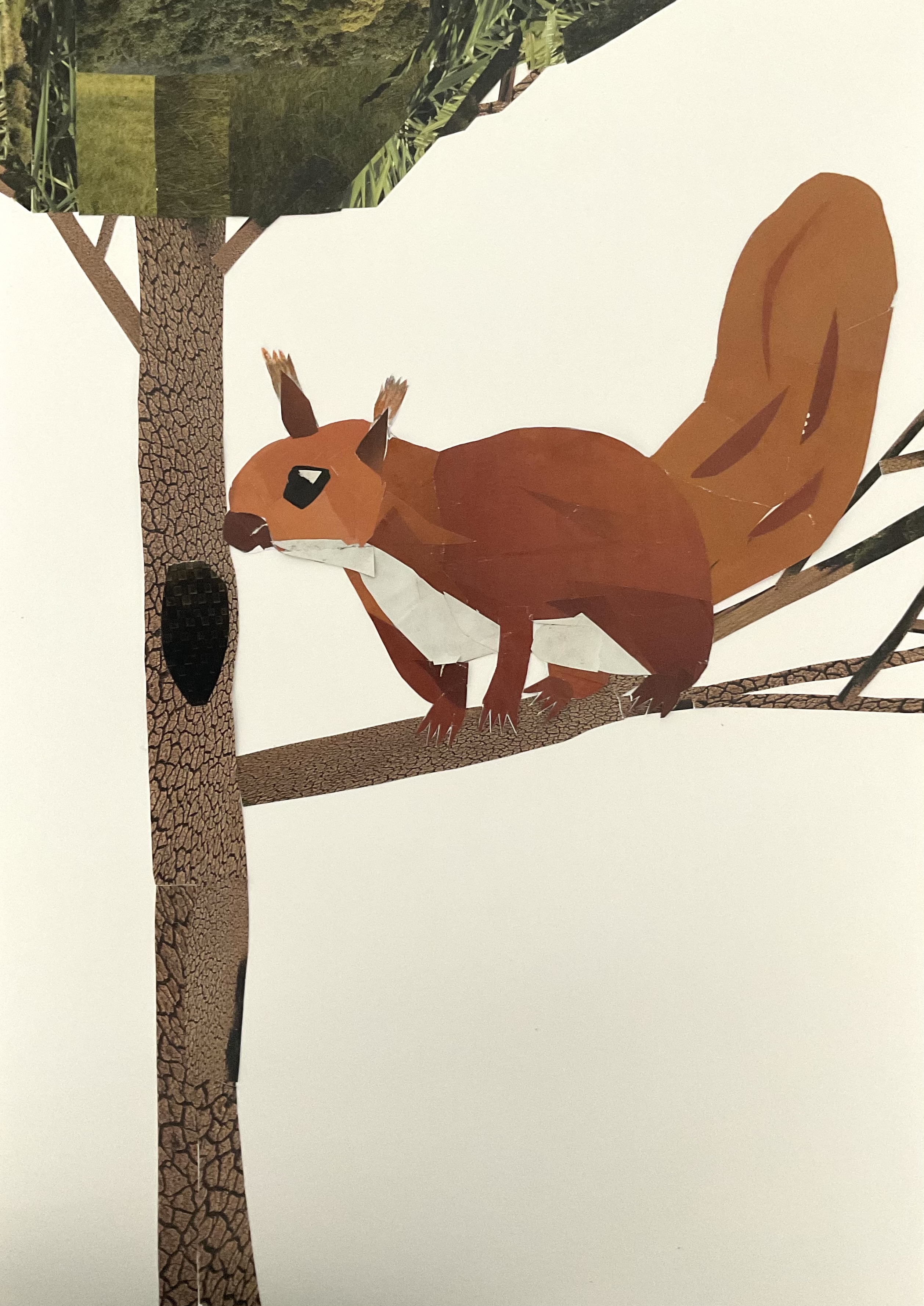 “O esquilo-vermelho da nossa escola”<br />
Colagem artística de uma esquilo-vermelho sobre o ramo de um pinheiro.<br />
Autor: José Pedro Gaio, 6º E