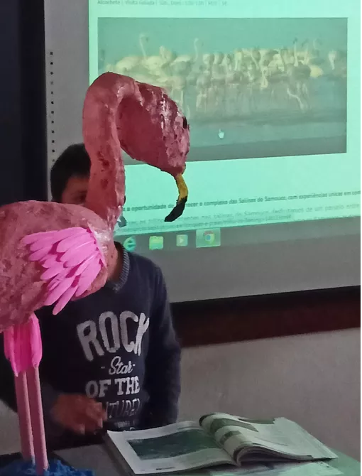 Fauna no rio Mondego - Flamingo Imagem de inspiração ao A3 (2 ciclo a articular com o 1 ciclo)