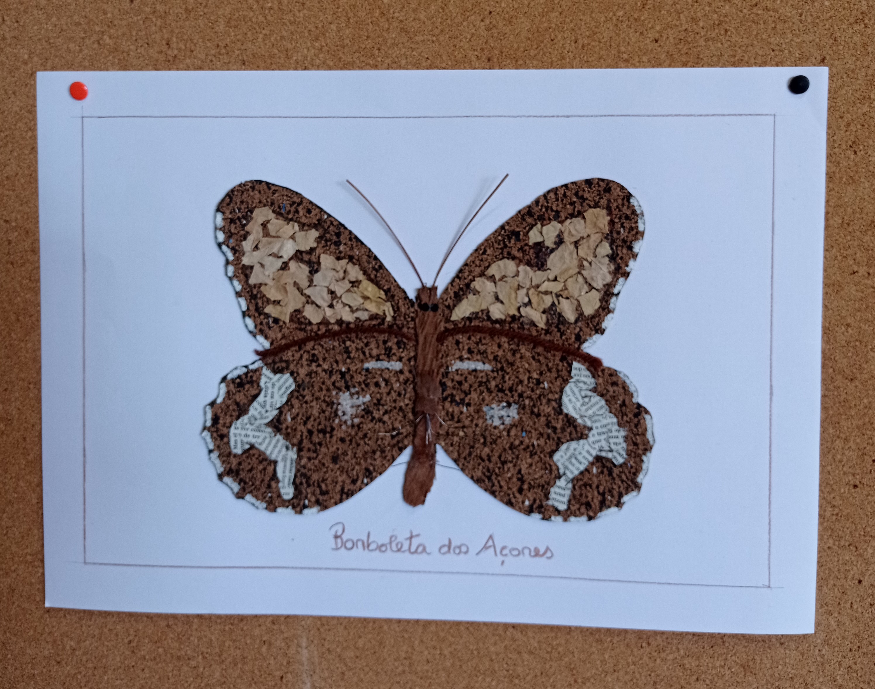 Borboleta castanha doa Açores: exposição.