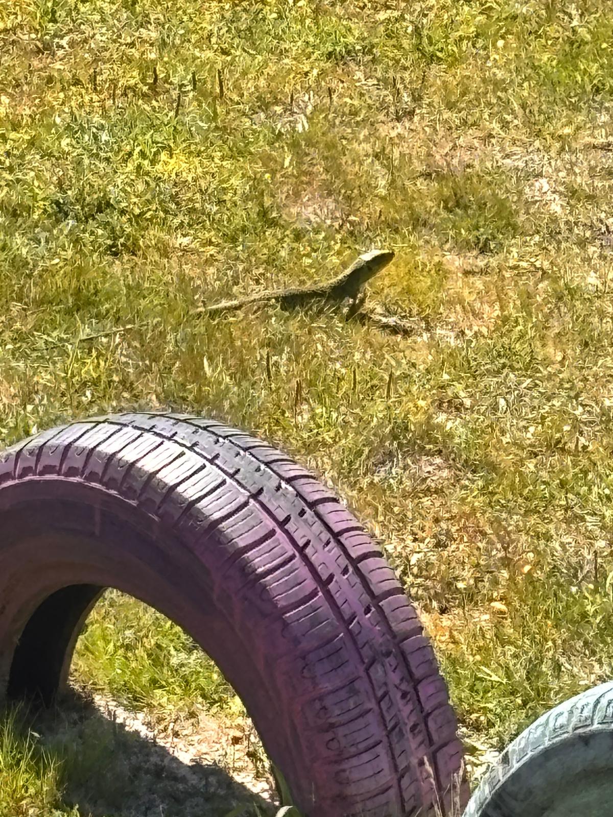 Registo de um lagarto observado no espaço exterior do Jardim de Infância. Por ser um animal que vive no nosso espaço, foi escolhido como inspiração para o trabalho de colagem sobre um animal nativo Português.