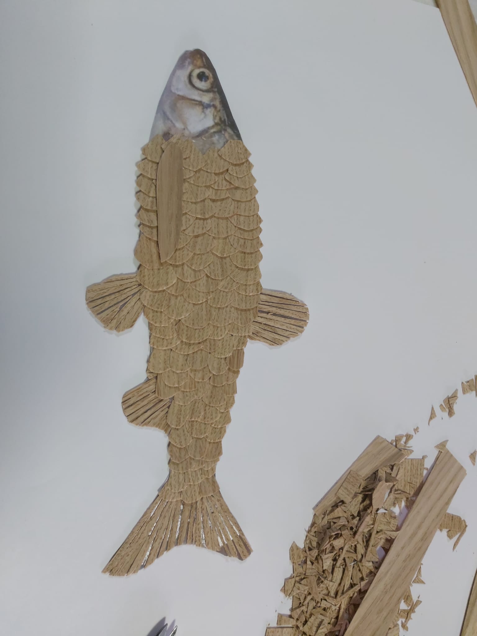 Peixe quase todo pavimentado